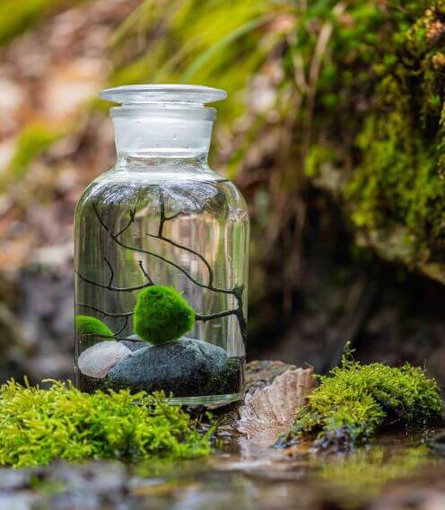 vignette-pooow-niwa-design2