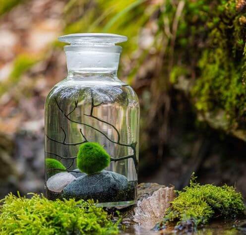 vignette-pooow-niwa-design3